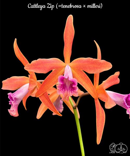 美琪園藝Miki Orchid - 品種詳細頁